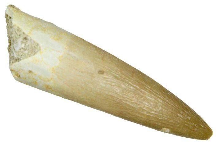 Fossil Plesiosaur (Zarafasaura) Tooth - Morocco #369968